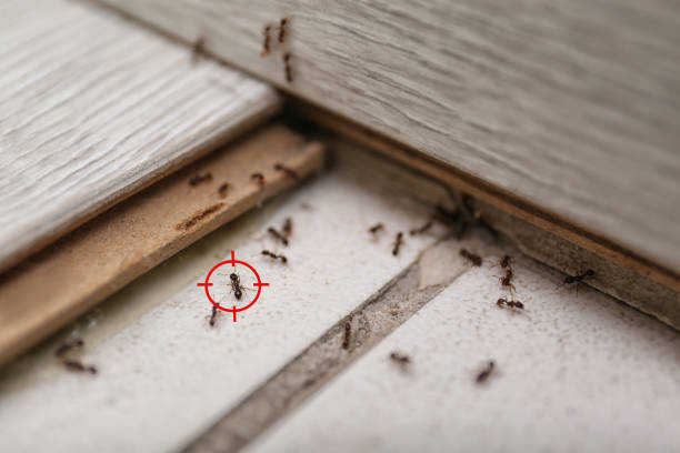 Best Mosquito Control Services  in Amberley, OH