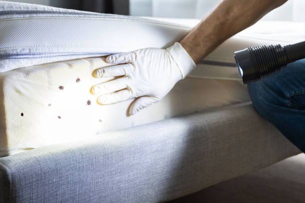 Best Emergency Pest Control  in Amberley, OH