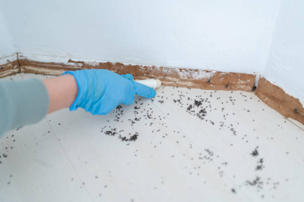 Best Pest Removal Services  in Amberley, OH